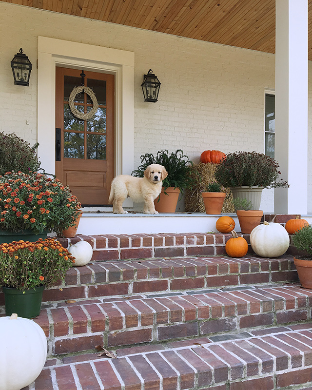 Puppy standing on a fall decorated front porch with the entry door in the background.